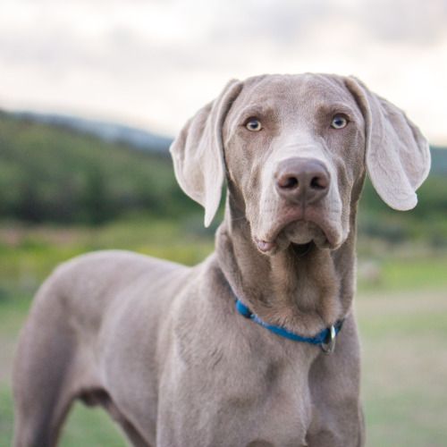 Dogs Like Weimaraner Dogs Like Weimaraner
