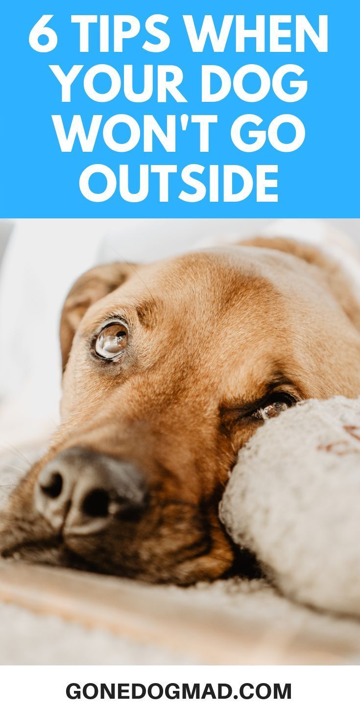 6 Things To Do When Your Dog Refuses To Go For A Walk Dog