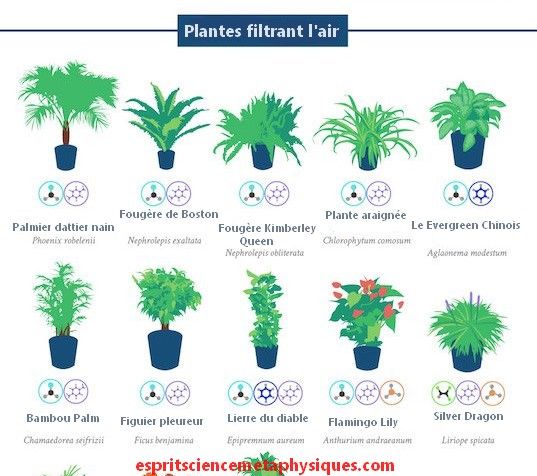 12 best P L A N T E S images on Pinterest Balcony, Pots and Terraria - maison saine air et lumiere 12 best P L A N T E S images on Pinterest Balcony, Pots and Terraria - maison saine air et lumiere