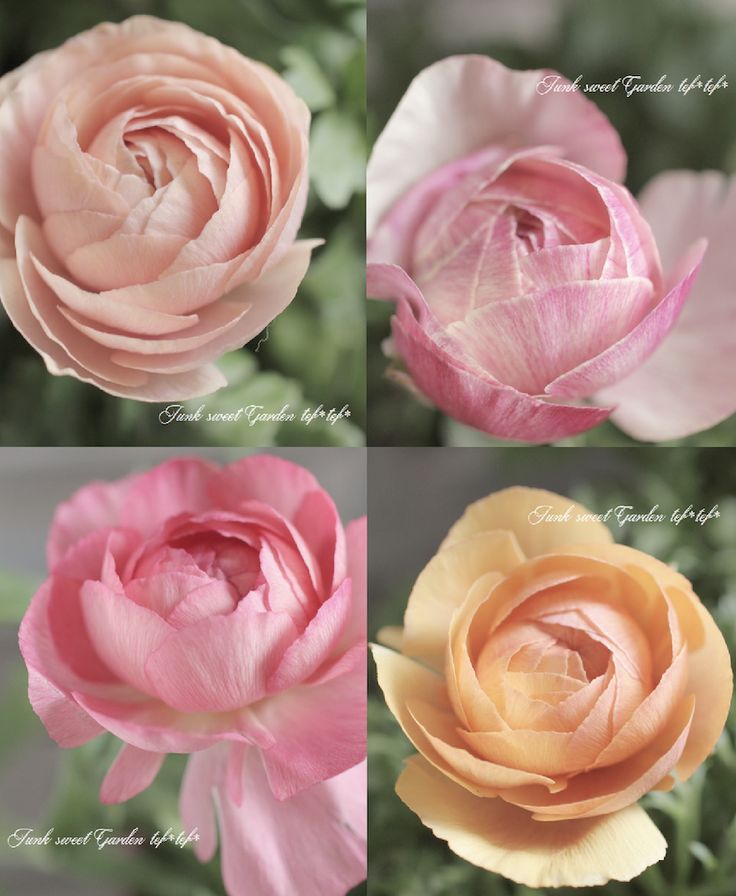 春の花 ラナンキュラスの大人かわいい寄せ植えをjunk Sweet Garden Tef Tef が解説 ラナンキュラス 寄せ植え バラ 鉢植え 春の花 ラナンキュラスの大人かわいい寄せ植えをjunk Sweet Garden Tef Tef が解説 ラナンキュラス 寄せ植え バラ 鉢植え