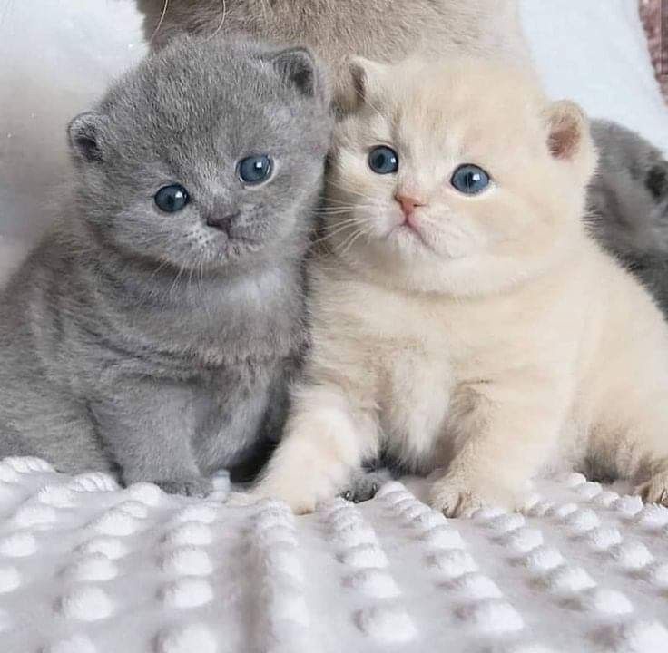 Image Discovered By Naina Find Images And Videos About Cute Beautiful And Style On We Heart It The App To Get In 2021 Baby Cats Cute Baby Cats Cute Little Animals