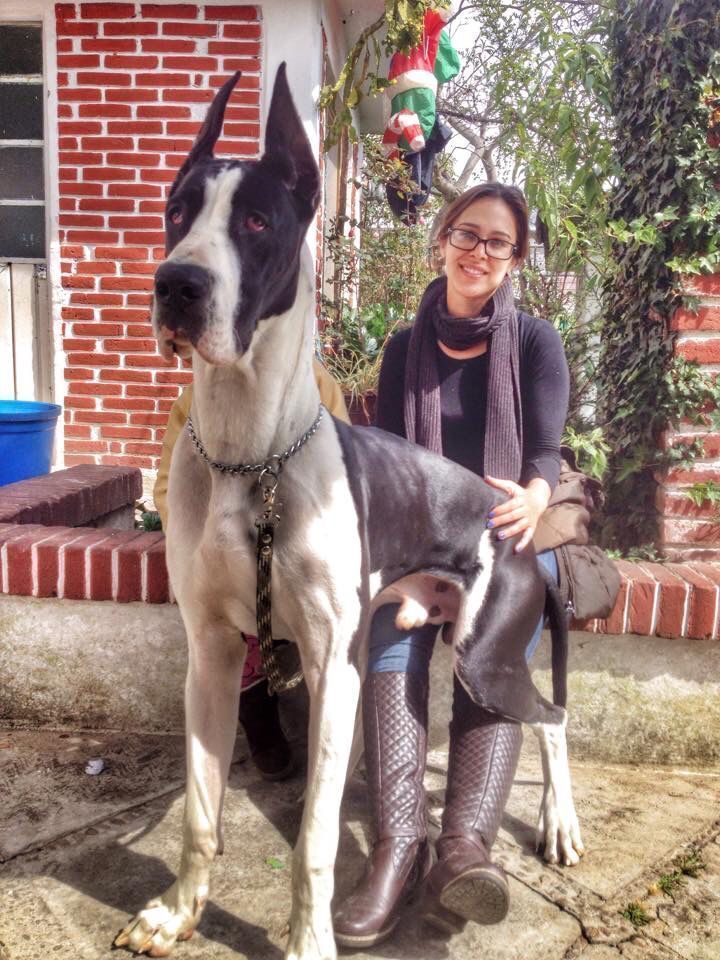 Great Dane Patient And Friendly Great Dane Funny Great Dane