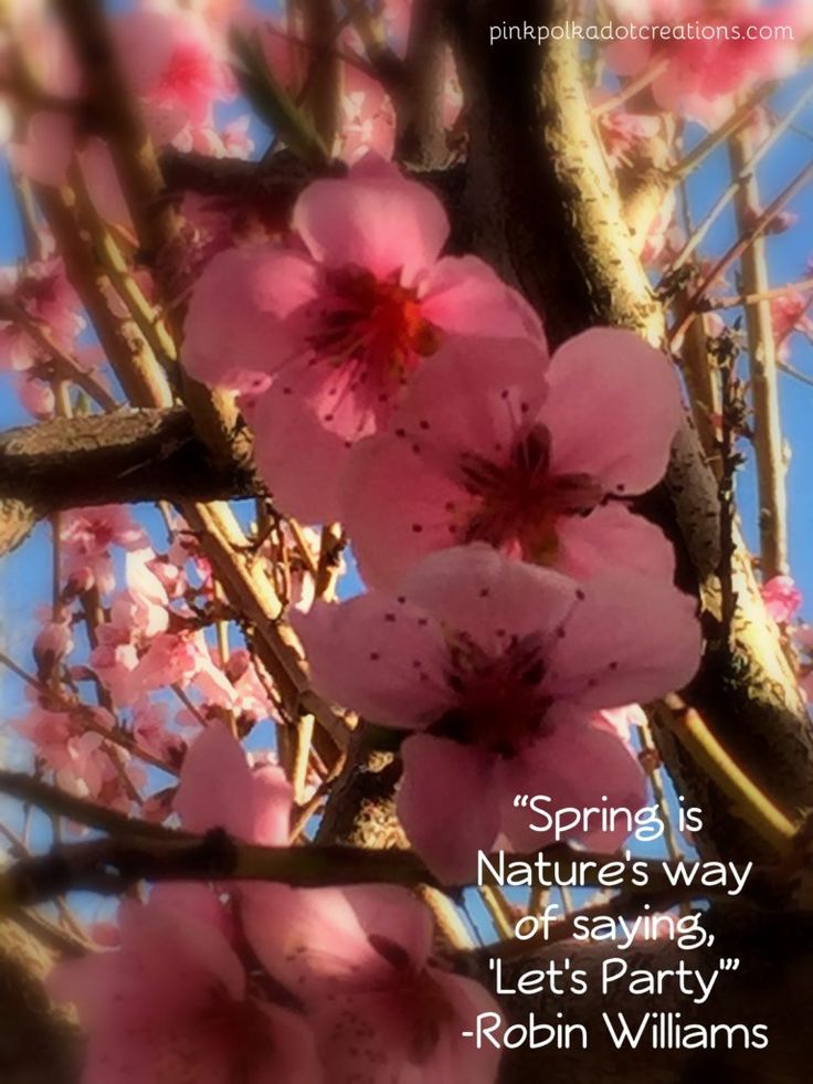 inspirational quotes about life and struggles Peach Blossom Spring Quotes 8 inspirational quotes about life and struggles Peach Blossom Spring Quotes 8