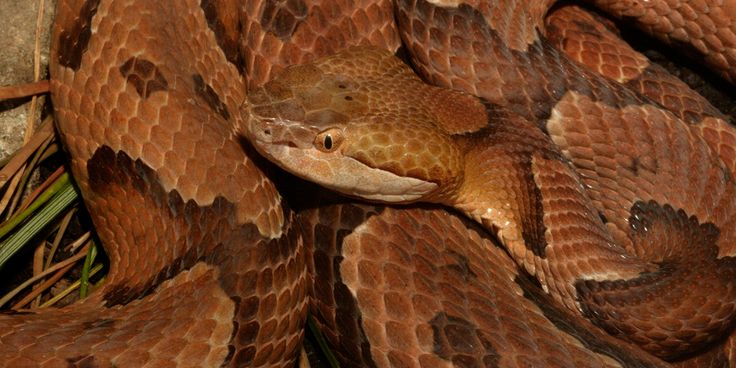 Water Chestnut In Gujarati The northern copperhead is a large, venomous snake found across the