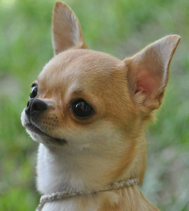 Pin By Sheila Olpin On Cute Animals Chihuahua Puppies Cute Chihuahua Cute Animals