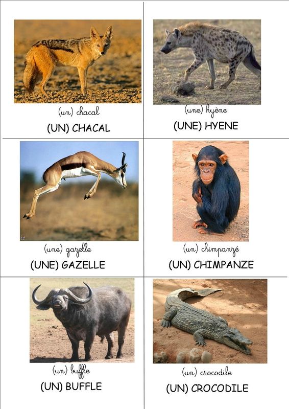 Loto des animaux d Afrique La classe de Mamaicress