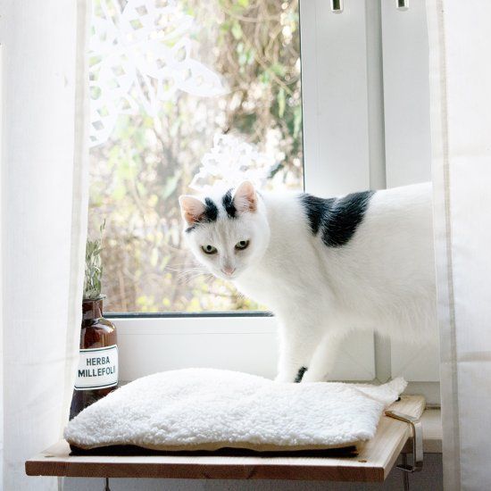 Diy Cat Bed For Your Windowsill - Diy Heated Cat Bed Diy Cat Bed For Your Windowsill - Diy Heated Cat Bed