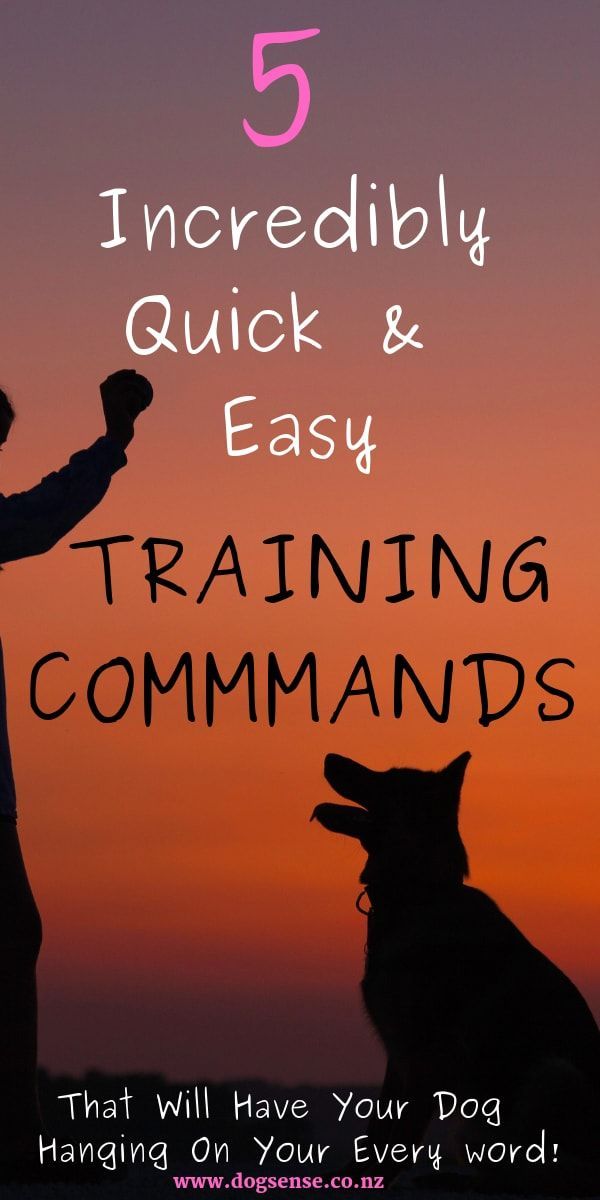 Hunting Dog Training Huntingdogtraining Training Your Dog Dog