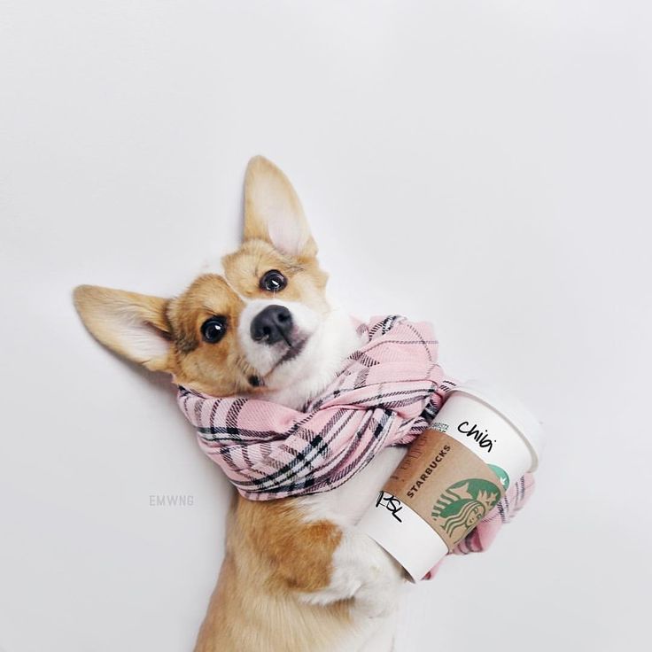When Can Puppies Eat Dog Food Instead Of Puppy Food When Can Puppies Eat Dog Food Instead Of Puppy Food