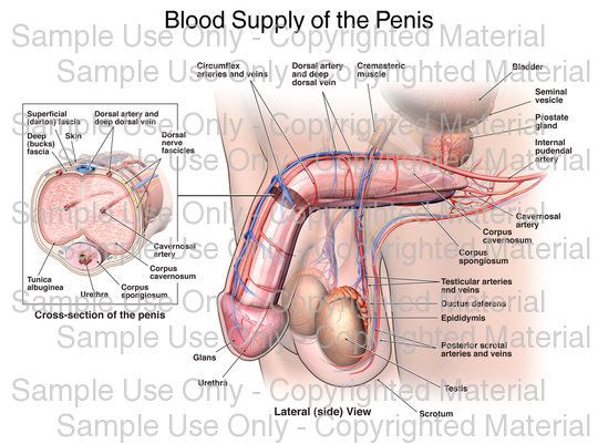 penis diet book brunette porn actresses