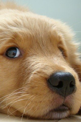 best dryer for golden retrievers 189 best simply golden puppies images on golden retriever puppies fluffy best dryer for golden retrievers 189 best simply golden puppies images on golden retriever puppies fluffy