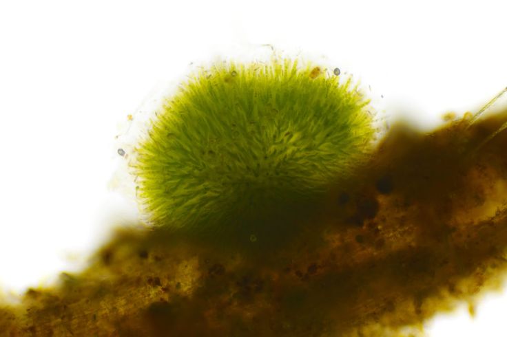 Blaualgen im Aquarium erkennen und bekämpfen in 2020 | Aquarium