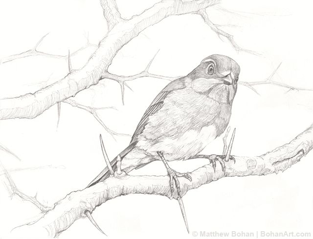 female bluebird on hawthorn