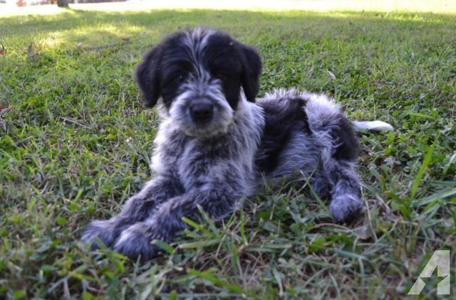 Blue Cadoodle Blue Heeler And Poodle Poodle Mix Puppies