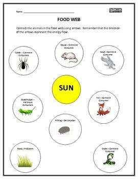 Worksheet Food Webs For Kindergarten Students 156 best food chainswebs ecosystems and biomes images on web worksheet