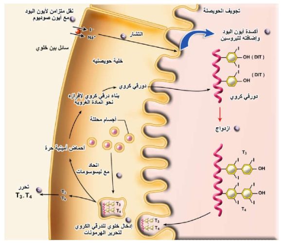 Pin By Chemistry On الحيوية In 2021 Chemistry Hormones Map