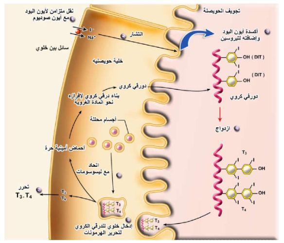 دبوس بالكيمياء الحيوية في خريطة هرمونات الكيمياء لعام 2021