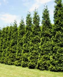 293 Best Evergreen Tree Images On Pinterest Garden Trees Cypress Thuja Green Giant Fast Growing Privacy Evergreen Tree For Fenceline