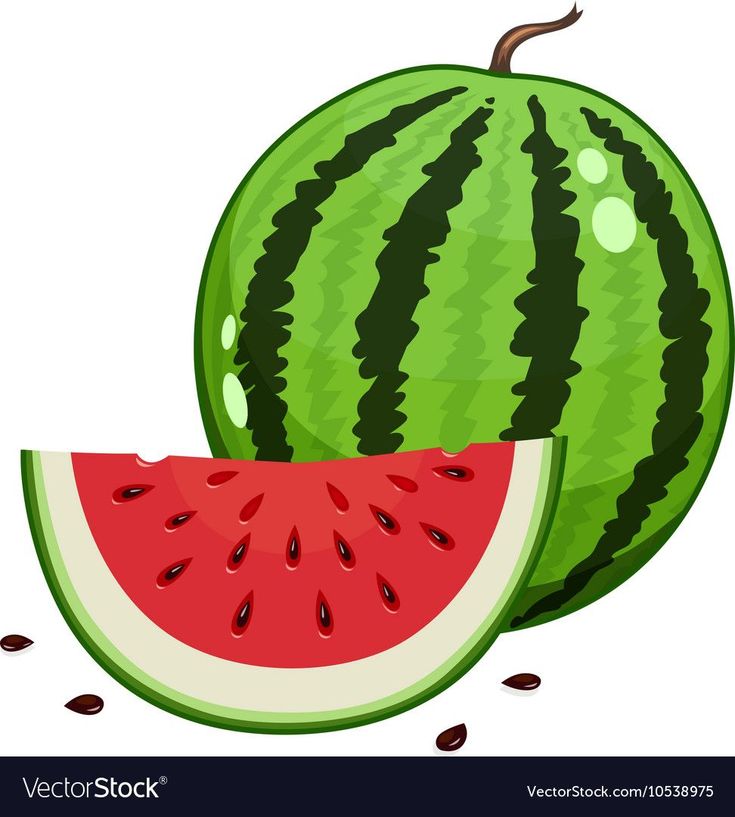 Watermelon and slice. Vector illustration. Vegetarian organic sweet Watermelon and slice. Vector illustration. Vegetarian organic sweet