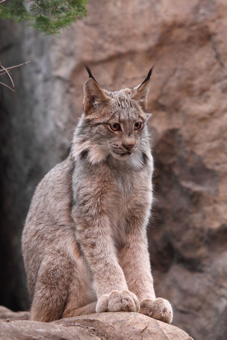 401 best Lynx,,the Maine Coon look alike. images on Pinterest | Lynx