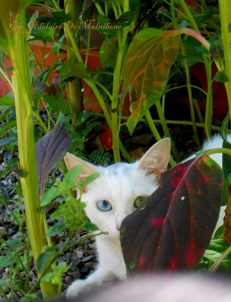 Los Gatos De Adelaire Pinterest Dedlith Draculea los-gatos-de-adelaire-pinterest-dedlith-draculea