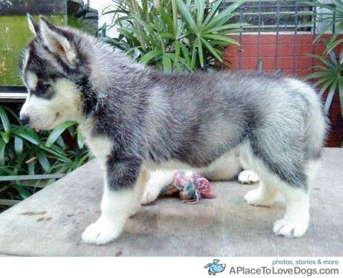 miniature pomeranian husky mix for sale best 25 mini huskies ideas on mini siberian husky husky pomeranian mix miniature pomeranian husky mix for sale best 25 mini huskies ideas on mini siberian husky husky pomeranian mix