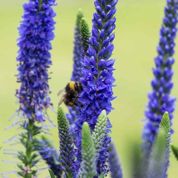 Veronica Spicata Seeds Or Spike Sdwell Lovely Blue Hardy Perennials Ground Cover Flower Veronica Spicata Seeds Or Spike, Ground Cover Plant With Blue Flower Spikes