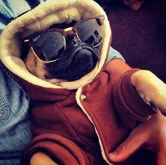 pug with sunglasses best 25 pug ideas on pugs pug puppies and black pug pug with sunglasses best 25 pug ideas on pugs pug puppies and black pug