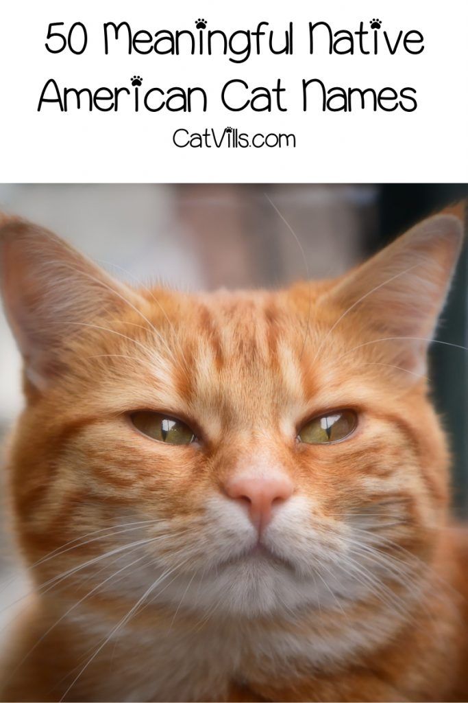 50 Meaningful Native American Cat Names In 2020 With Images 50 Meaningful Native American Cat Names