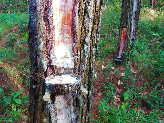 Is pine sap latex Is pine sap latex
