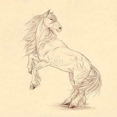 how to draw animals horses their anatomy and poses