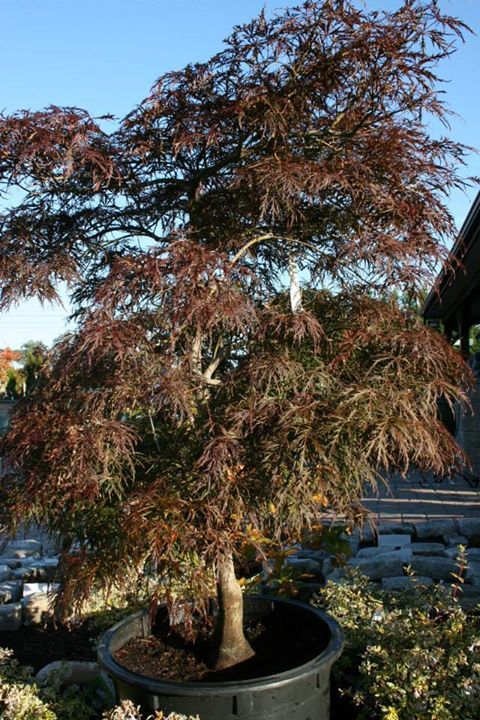 maple tree clay soil 17 best our garden to yours images on 3 4 beds in the fall and nature maple tree clay soil 17 best our garden to yours images on 3 4 beds in the fall and nature