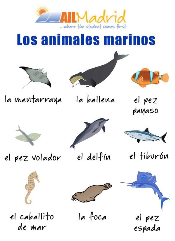 expresiones con animales spanish lesson