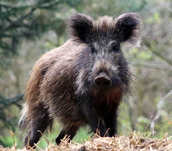 Avec De La Patience Meme Le Bois Humide S Embrase Sanglier Animaux Chasse Avec De La Patience Meme Le Bois Humide S Embrase Sanglier Animaux Chasse