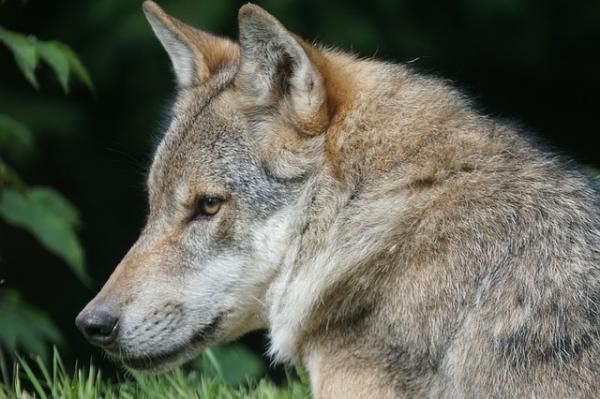 32 Animales En Peligro De Extinción En España Nombres Y Fotos Animales En Peligro De Extincion En Peligro De Extincion Fotos De Los Animales