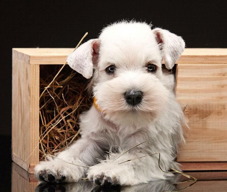 Boy Dog Names For Miniature Schnauzers Boy Dog Names For Miniature Schnauzers