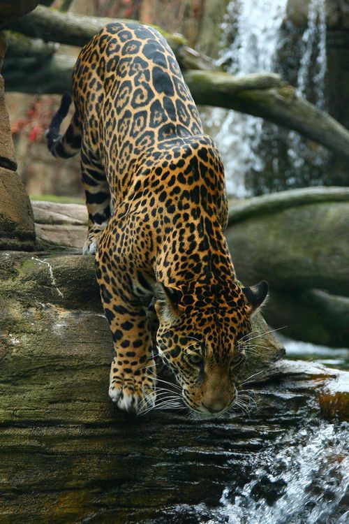 beauty-belleza-beaute-schoenheit: via Imgfave… – lady-rs-blog – *** LIONS & CATS ** beauty-belleza-beaute-schoenheit: via Imgfave… – lady-rs-blog – *** LIONS & CATS **