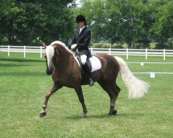 f59c57f67bf54558faa59598e97f2d93--haflinger-horse-notable.jpg