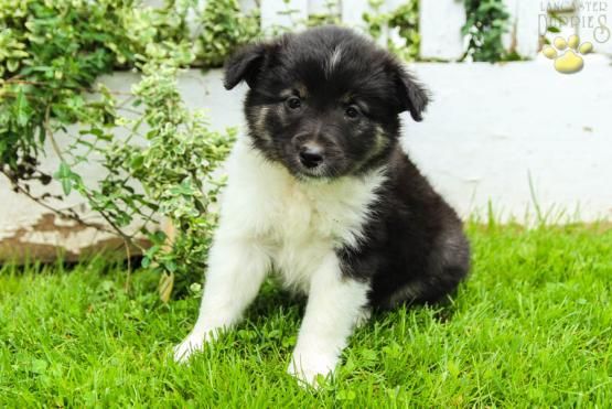 Lacey Border Collie Mix Puppy For Sale In Belleville Pa