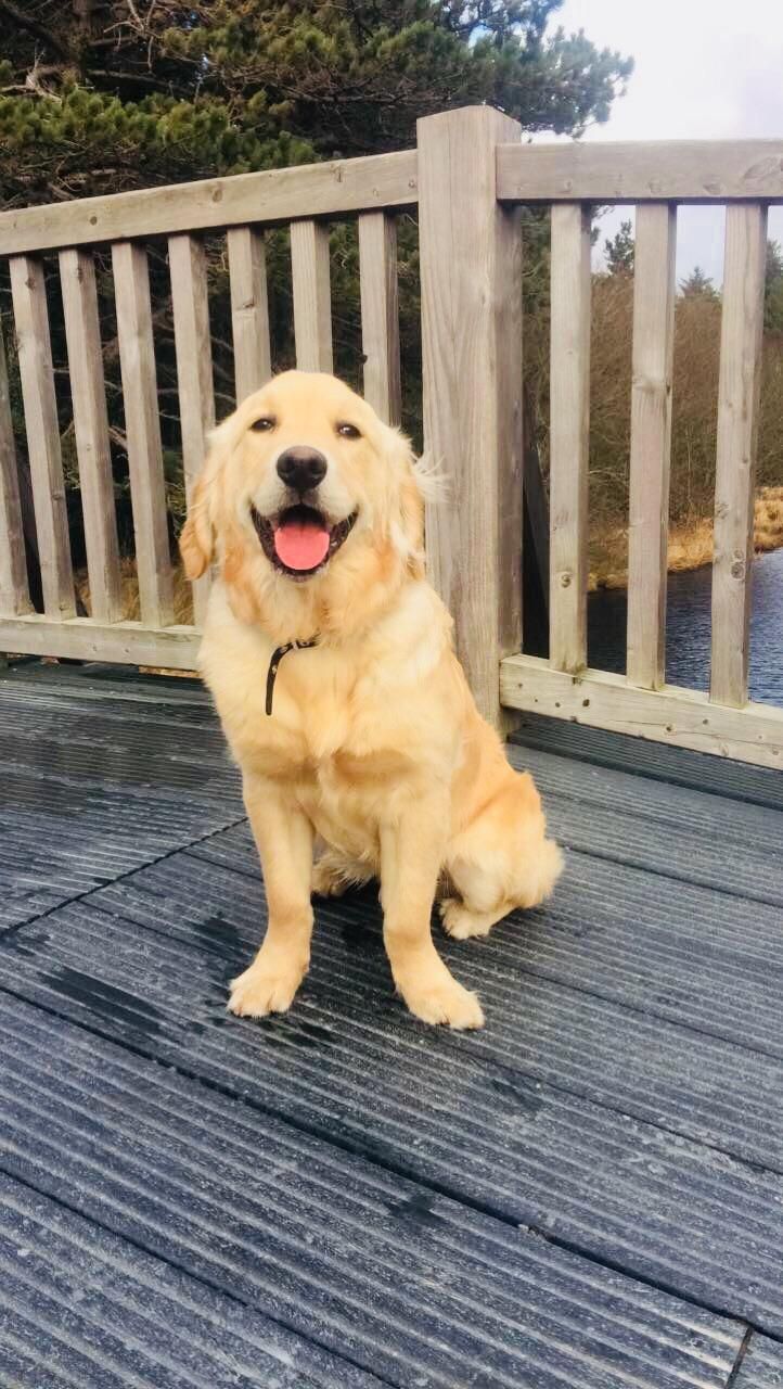 My Golden Retriever Enjoying A Walk In The Park Golden Retriever