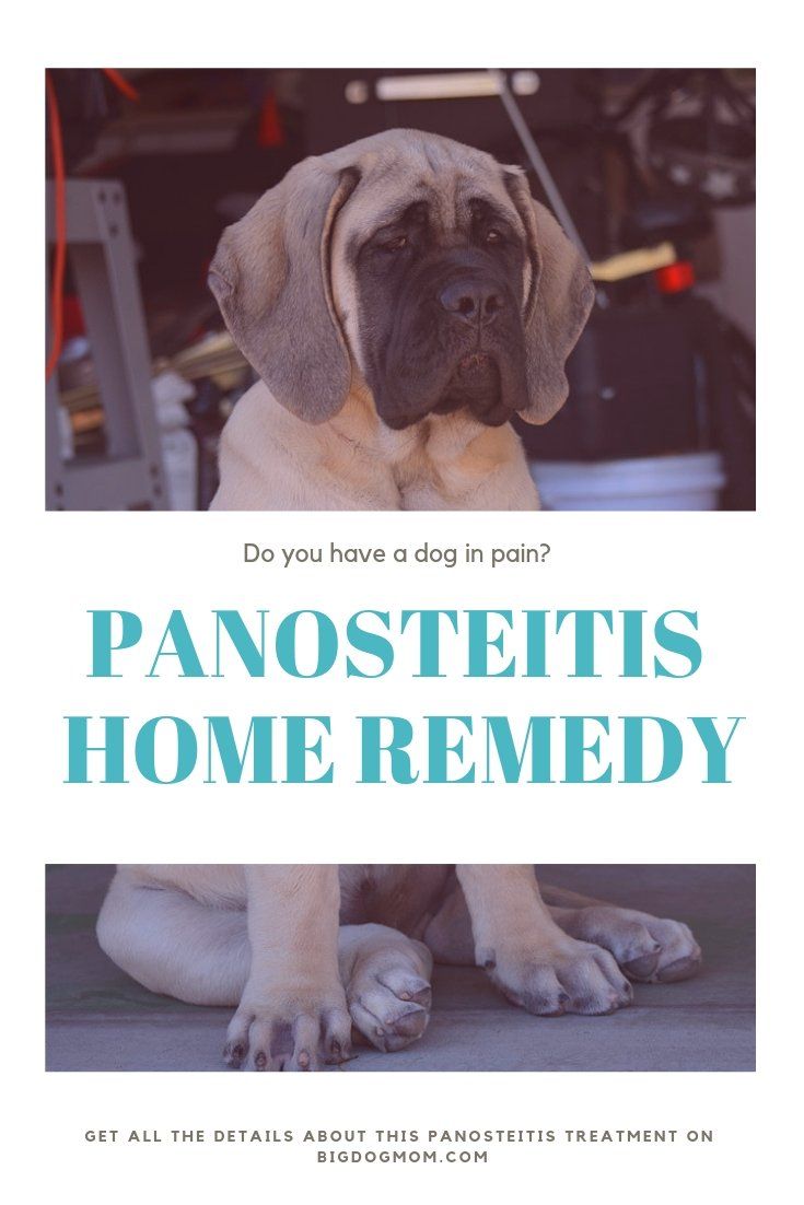 A Proven Panosteitis Home Remedy For All Big Dogs Big Dogs