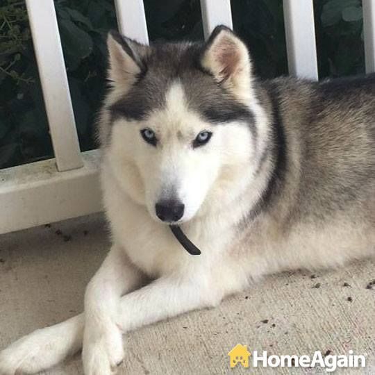 89 best Found Pet Tails images on Pinterest Dog cat, Find pets - lost pet poster 89 best Found Pet Tails images on Pinterest Dog cat, Find pets - lost pet poster