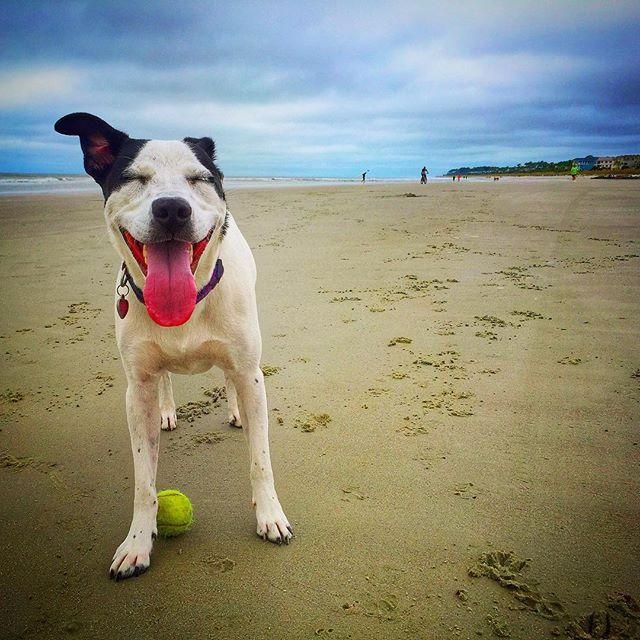 Best Dog Friendly French Villas Best Dog Friendly French Villas