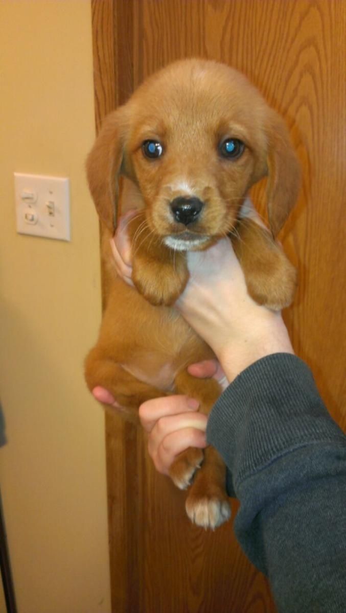 beagle golden retriever 35 best beago images on golden retrievers golden retriever mix and beagle mix beagle golden retriever 35 best beago images on golden retrievers golden retriever mix and beagle mix
