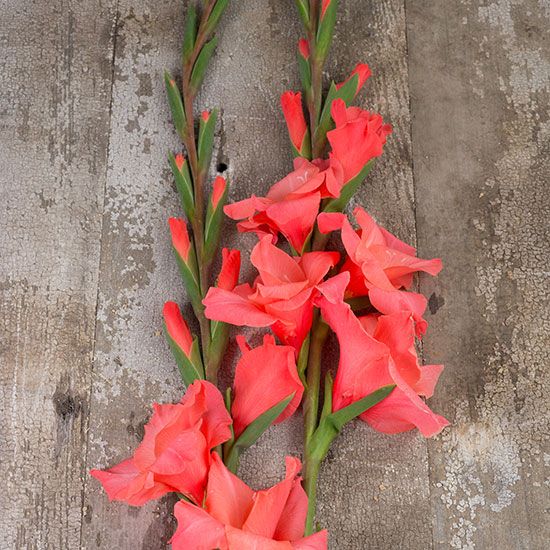 Common Garden Plants 1735 best garden images on pinterest | front gardens, landscaping Common Garden Plants 1735 best garden images on pinterest | front gardens, landscaping