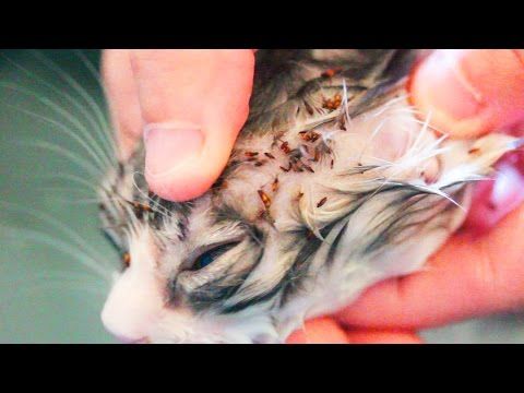 Natural Cure For Worms In Cats Natural Cure For Worms In Cats