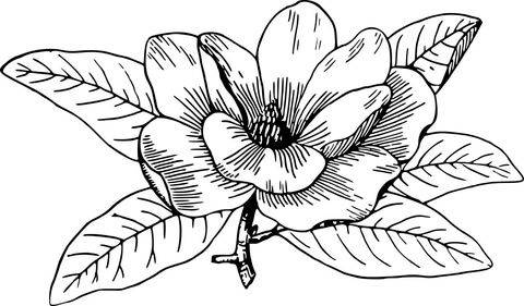 Download Magnolia Coloring page | Flower coloring pages, Flower ...