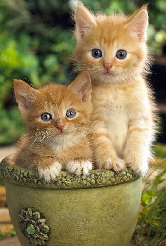 all about ginger cats