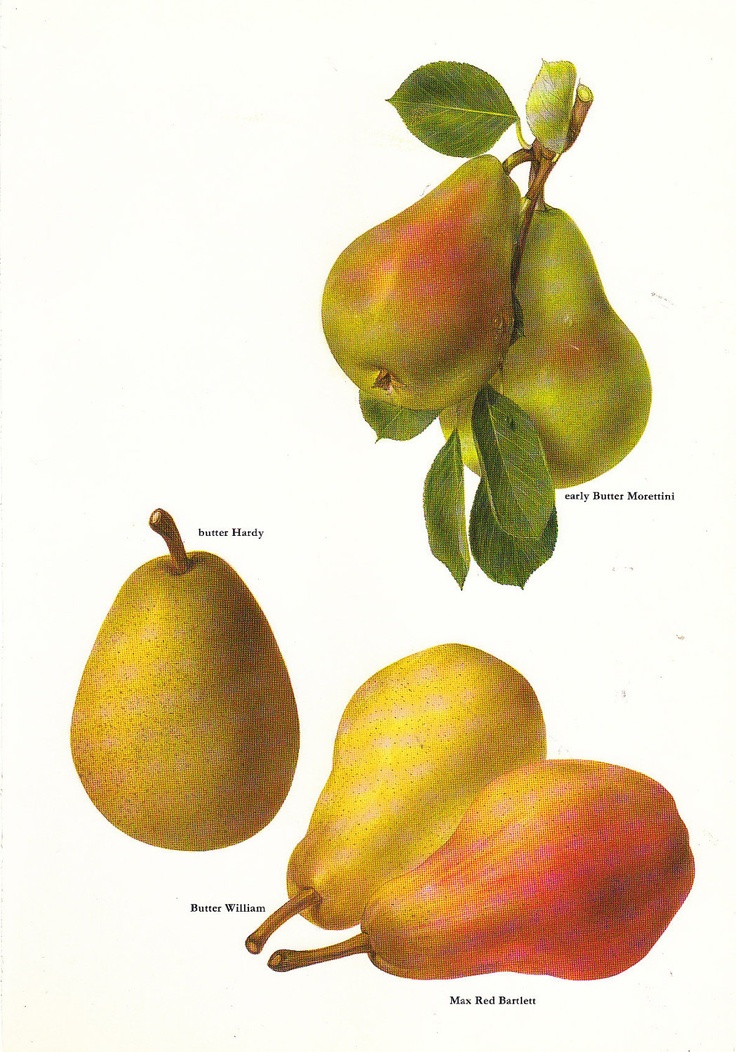 hot brunett gives blowjob vintage 1960s color illustration book
