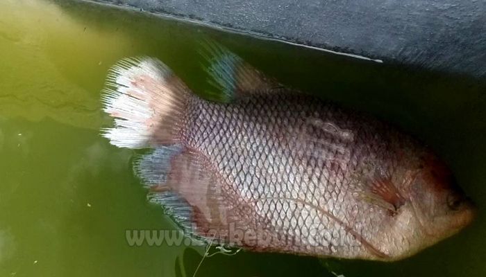 Pengobatan Alternatif Ikan Gurame Dengan Menggunakan Daun Johar Youtube Pengobatan Alternatif Obat Alternatif Ikan